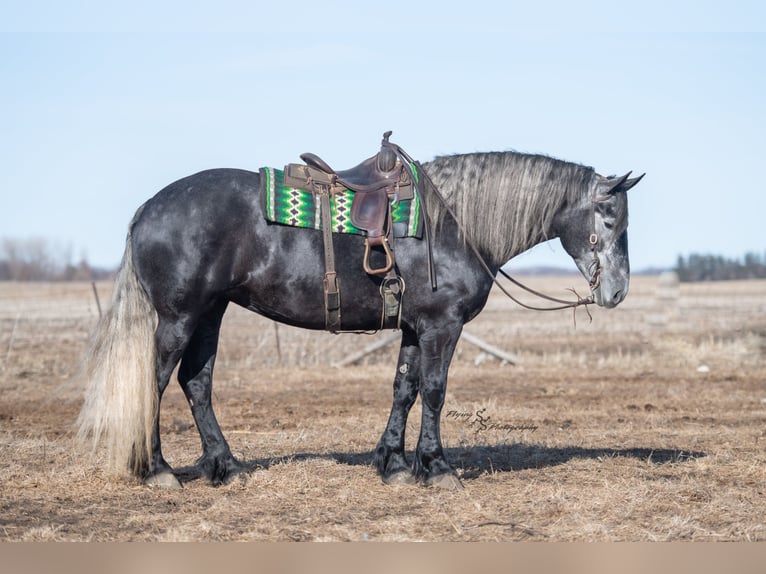 Friesian horses Gelding 6 years Grey in Fairbank IA