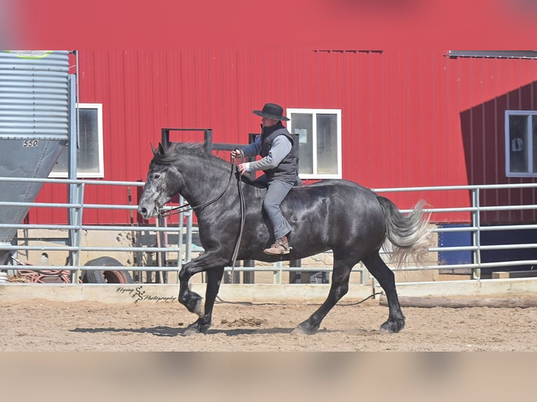 Friesian horses Gelding 6 years Grey in Fairbank IA