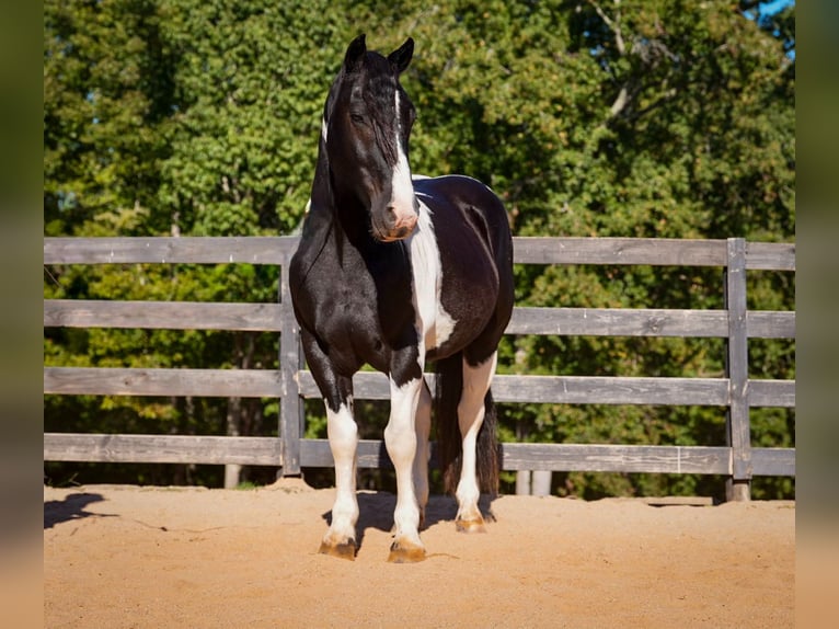 Friesian horses Mix Gelding 6 years Pinto in Clover