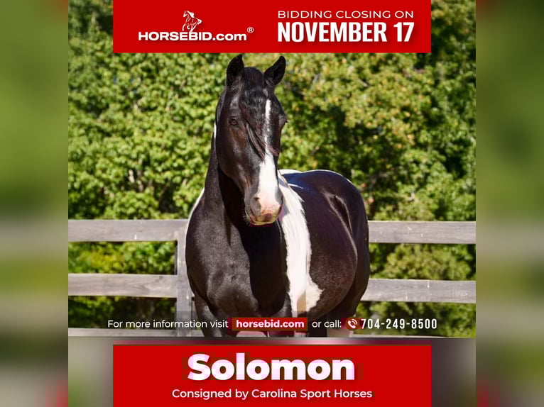 Friesian horses Mix Gelding 6 years Pinto in Clover