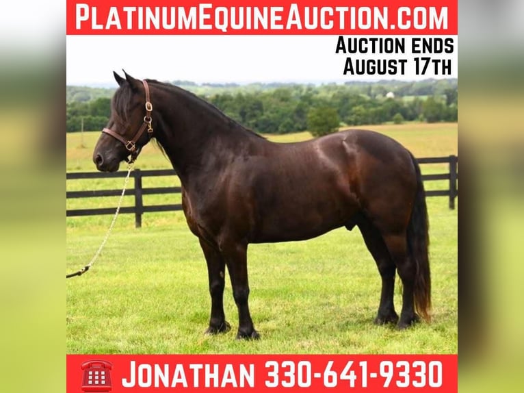 Friesian horses Gelding 6 years in Fredericksburg OH