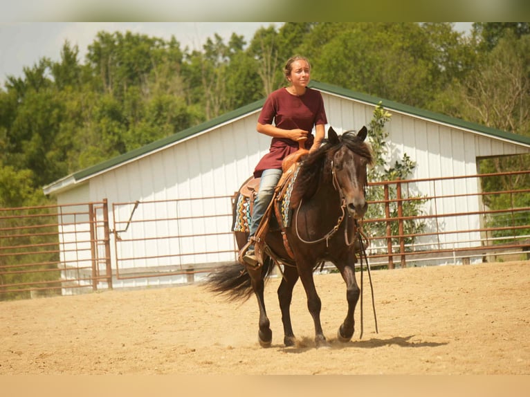 Friesian horses Mix Gelding 7 years 13,2 hh in Fresno, OH