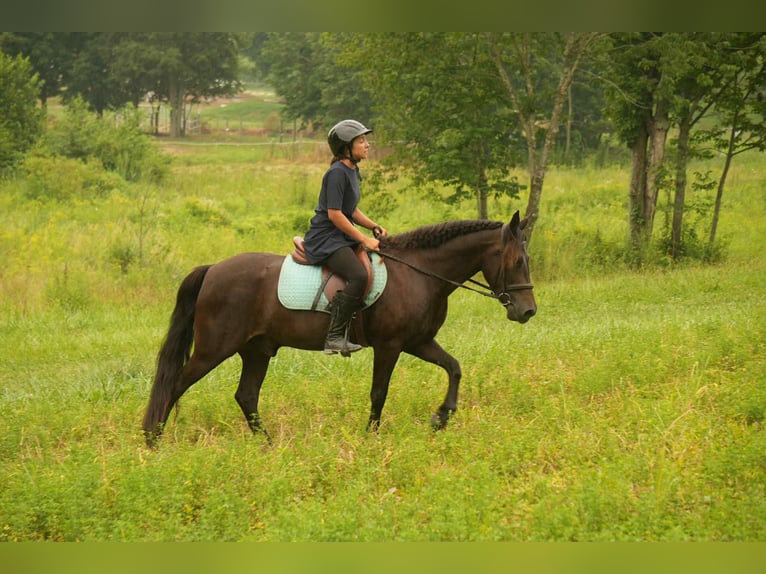 Friesian horses Mix Gelding 7 years 13,2 hh in Fresno, OH