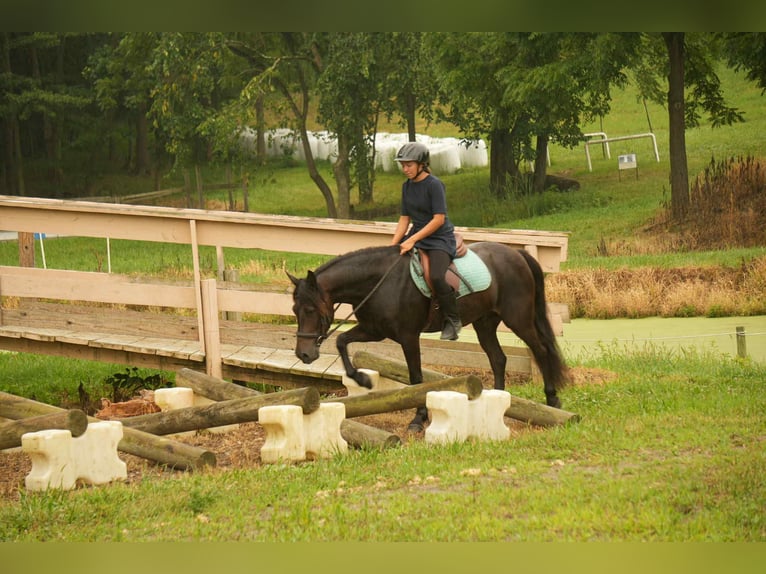 Friesian horses Mix Gelding 7 years 13,2 hh in Fresno, OH