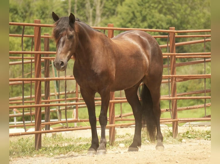 Friesian horses Mix Gelding 7 years 13,2 hh in Fresno, OH