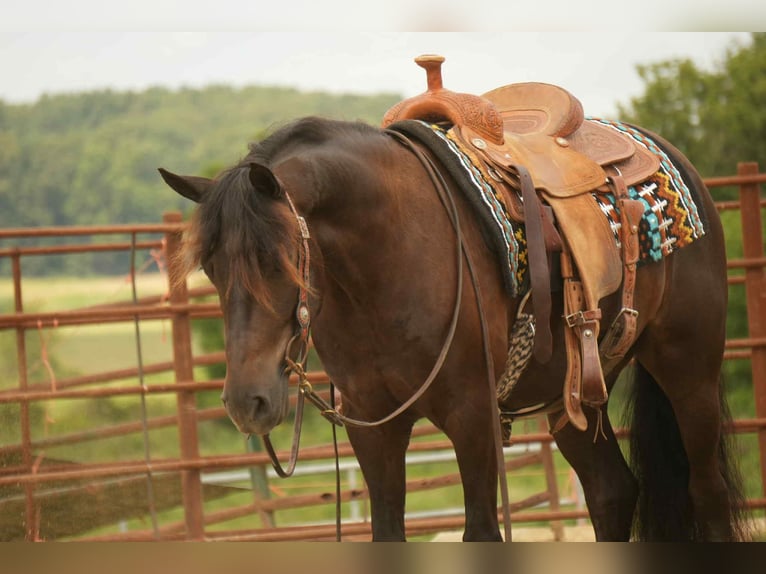 Friesian horses Mix Gelding 7 years 13,2 hh in Fresno, OH