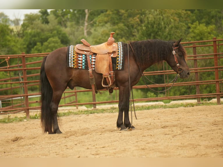 Friesian horses Mix Gelding 7 years 13,2 hh in Fresno, OH