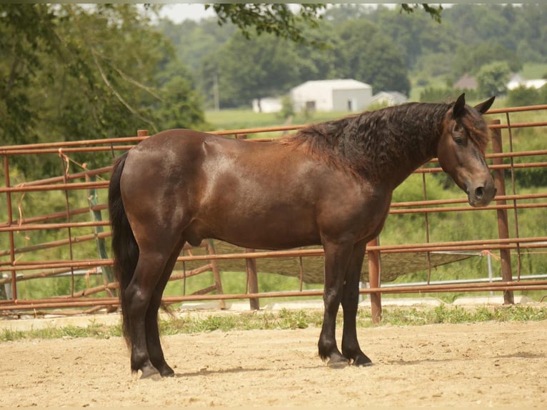 Friesian horses Mix Gelding 7 years 13,2 hh in Fresno, OH