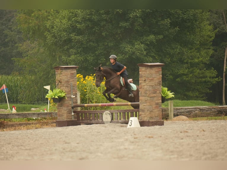 Friesian horses Mix Gelding 7 years 13,2 hh in Fresno, OH
