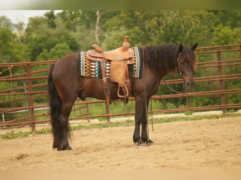 Friesian horses Mix Gelding 7 years 13,2 hh in Fresno, OH