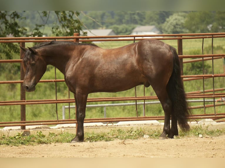 Friesian horses Mix Gelding 7 years 13,2 hh in Fresno, OH