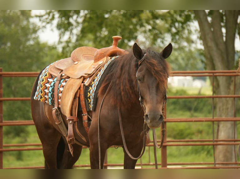 Friesian horses Mix Gelding 7 years 13,2 hh in Fresno, OH