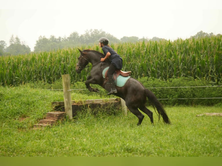 Friesian horses Mix Gelding 7 years 13,2 hh in Fresno, OH