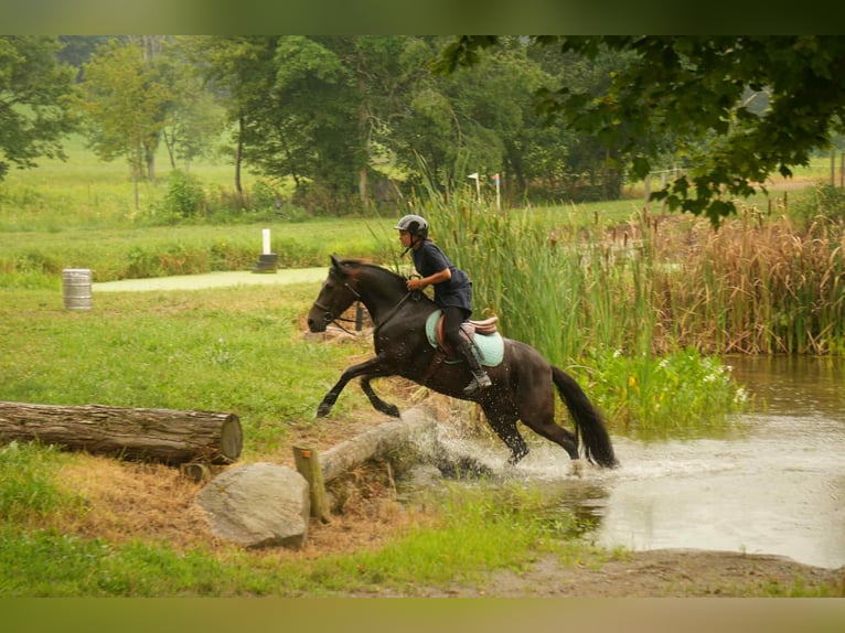 Friesian horses Mix Gelding 7 years 13,2 hh in Fresno, OH