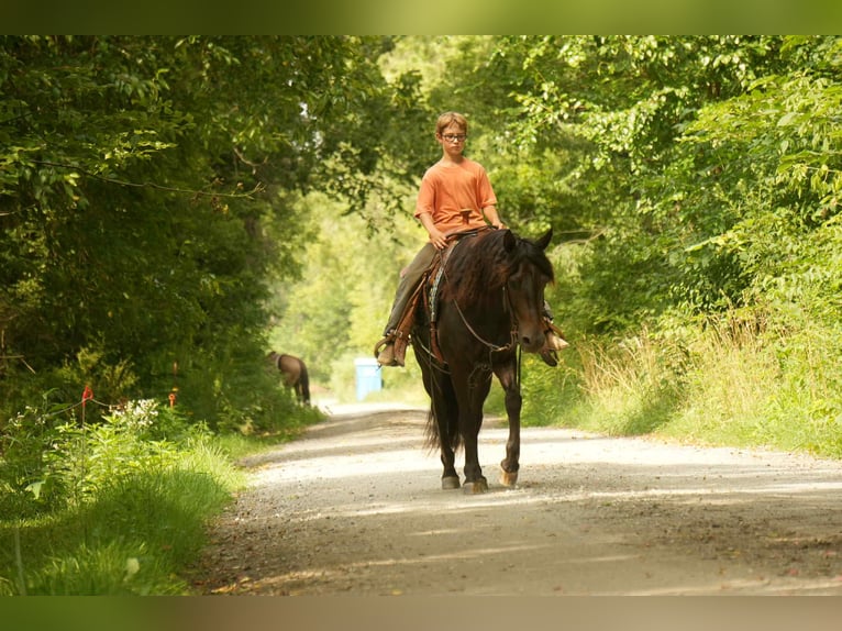 Friesian horses Mix Gelding 7 years 13,2 hh in Fresno, OH