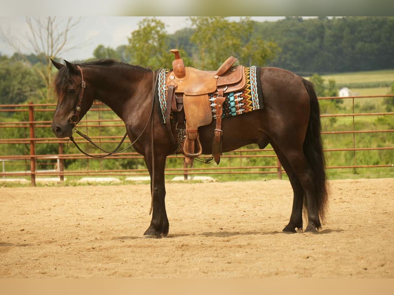 Friesian horses Mix Gelding 7 years 13,2 hh in Fresno, OH