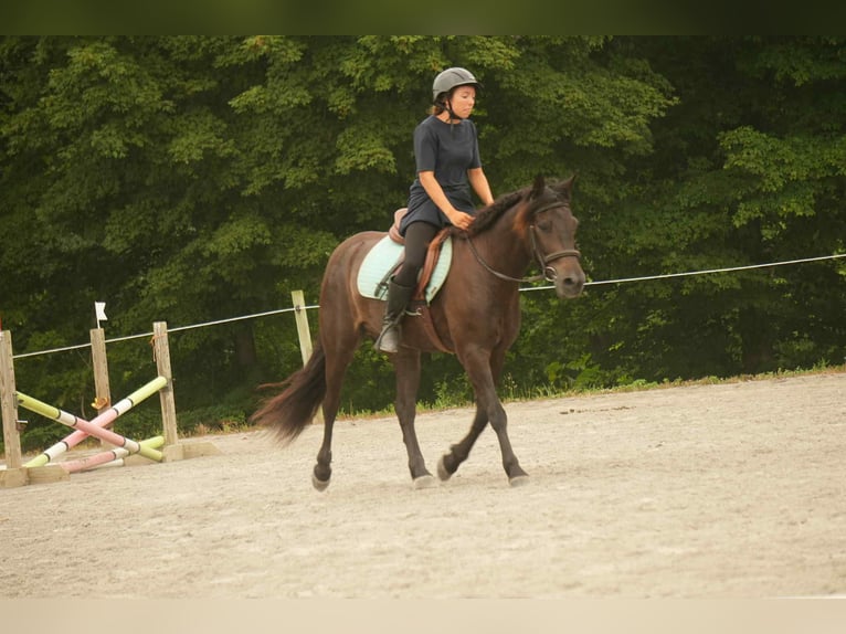 Friesian horses Mix Gelding 7 years 13,2 hh in Fresno, OH
