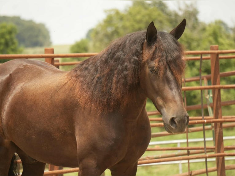 Friesian horses Mix Gelding 7 years 13,2 hh in Fresno, OH