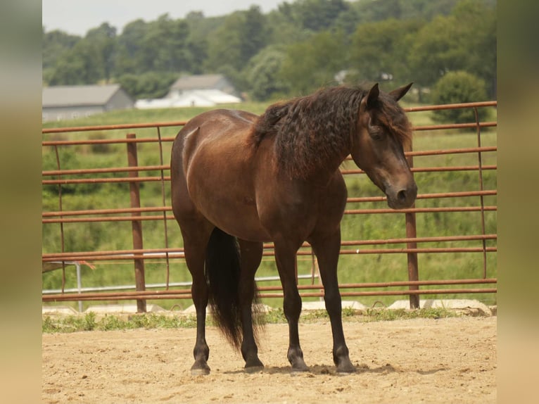 Friesian horses Mix Gelding 7 years 13,2 hh in Fresno, OH