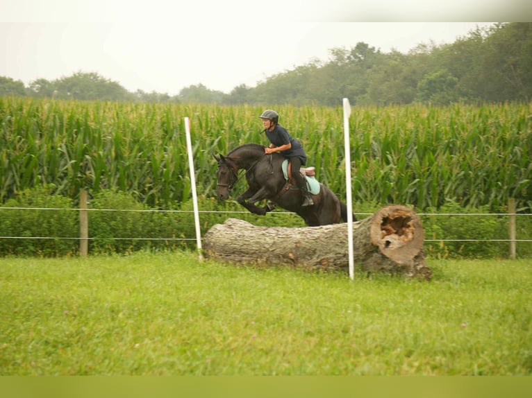 Friesian horses Mix Gelding 7 years 13,2 hh in Fresno, OH