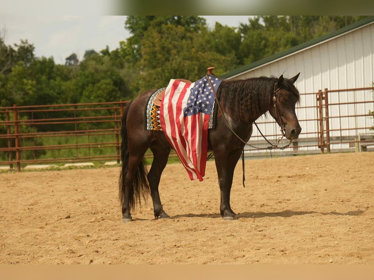 Friesian horses Mix Gelding 7 years 13,2 hh in Fresno, OH