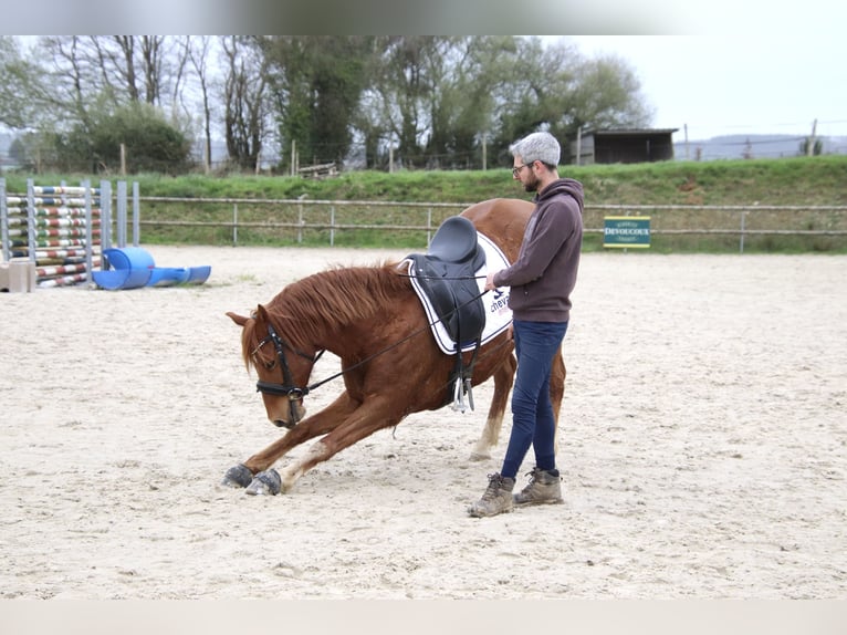 Friesian horses Gelding 7 years 14.1 hh Chestnut-Red in Saint-guen