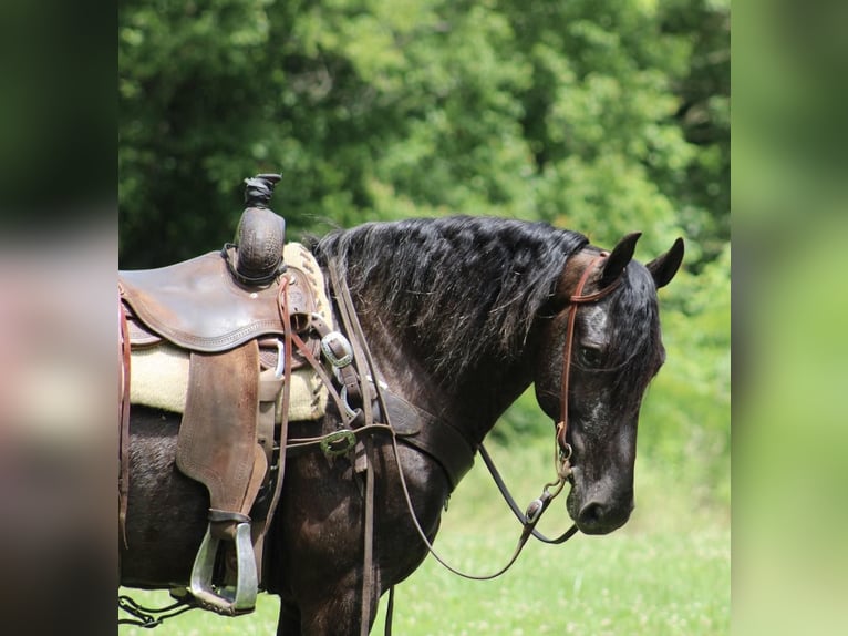 Friesian horses Gelding 7 years 14.3 hh Black in Tompkinsville Ky
