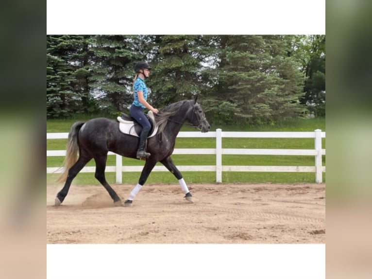 Friesian horses Gelding 7 years 14,3 hh Gray in River Falls Wi