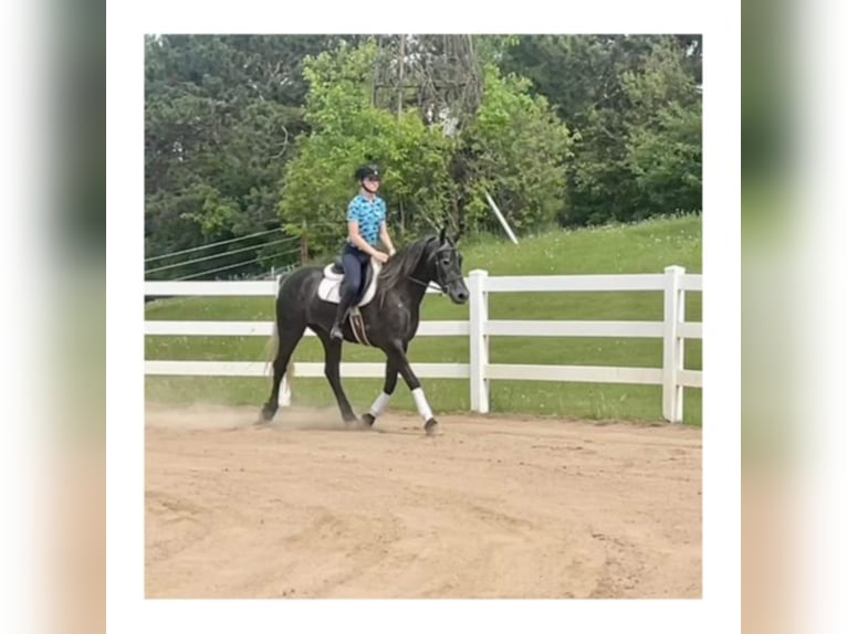 Friesian horses Gelding 7 years 14,3 hh Gray in River Falls Wi