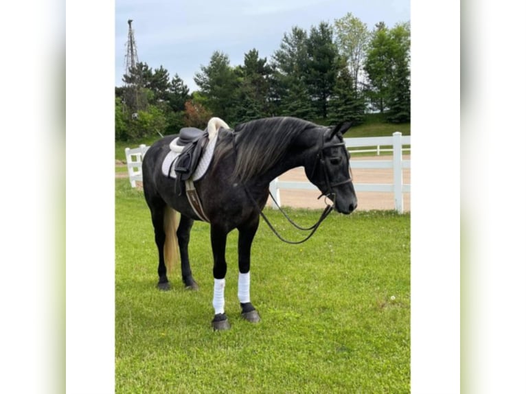 Friesian horses Gelding 7 years 14,3 hh Gray in River Falls Wi