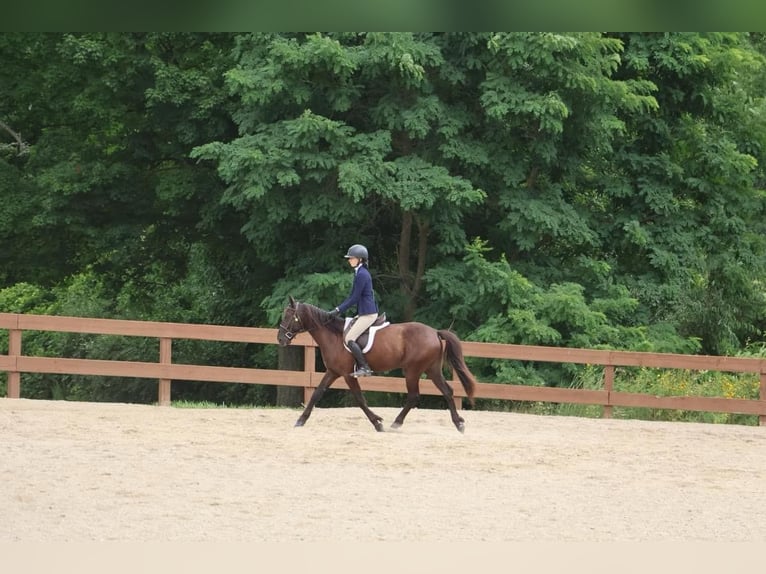 Friesian horses Gelding 7 years 14 hh Black in Howell MI