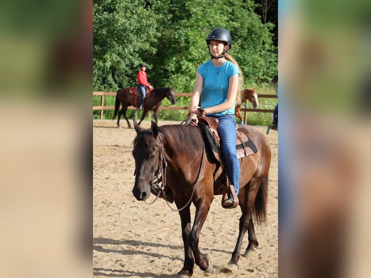 Friesian horses Gelding 7 years 14 hh Black in Howell MI