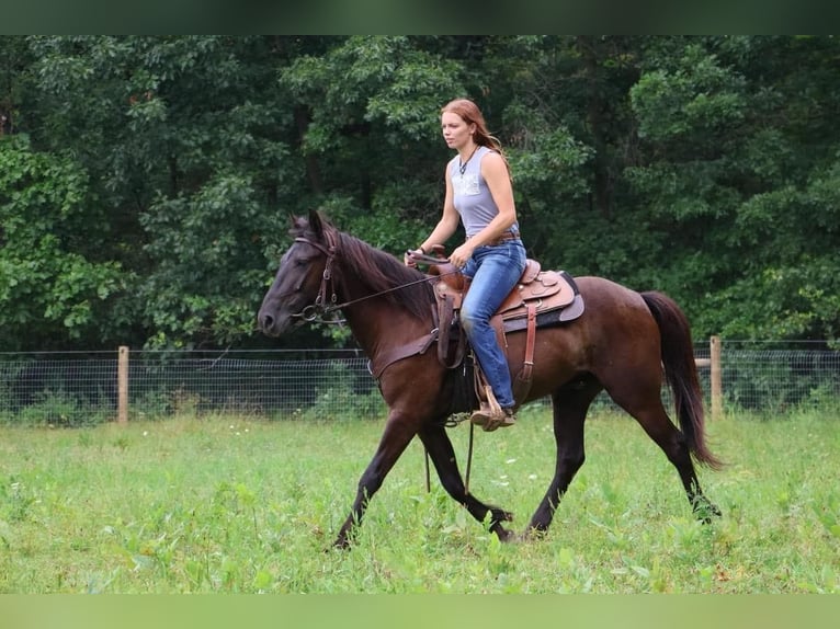 Friesian horses Gelding 7 years 14 hh Black in Howell MI