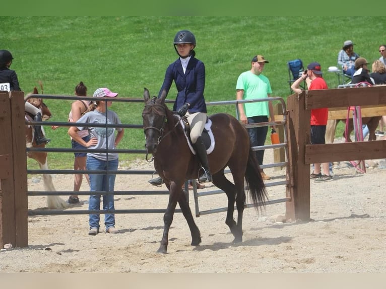 Friesian horses Gelding 7 years 14 hh Black in Howell MI