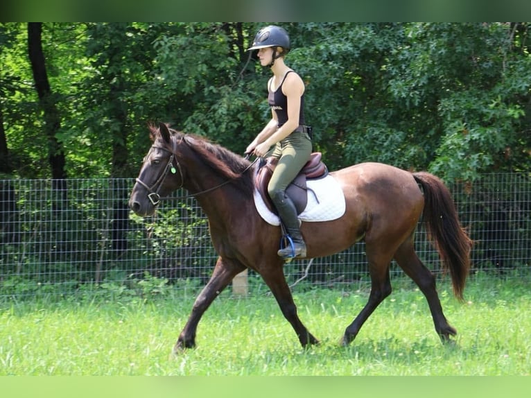 Friesian horses Gelding 7 years 14 hh Black in Howell MI