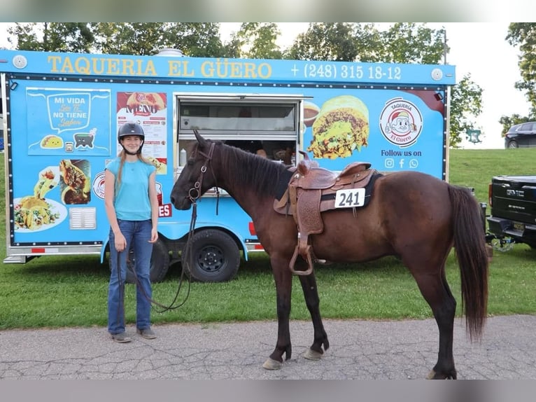 Friesian horses Gelding 7 years 14 hh Black in Howell MI