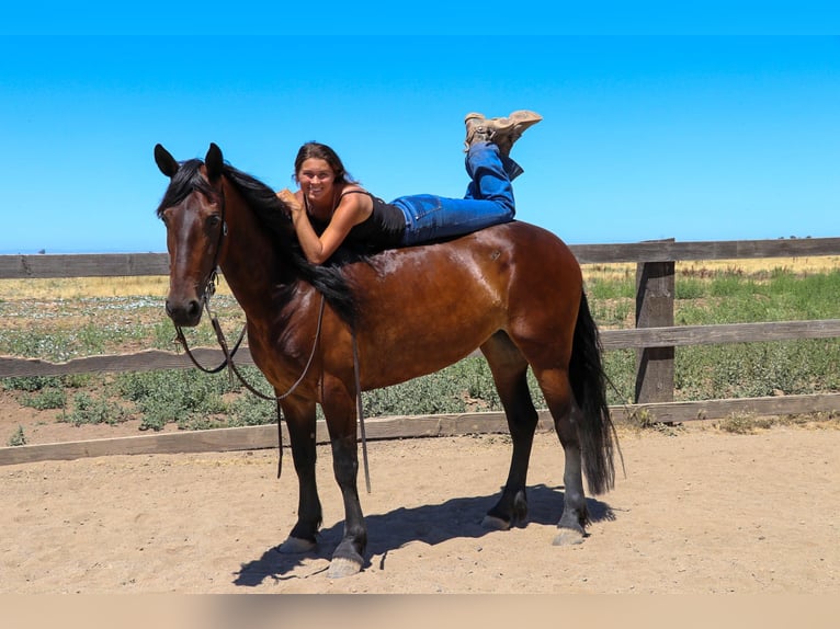 Friesian horses Gelding 7 years 15,1 hh Bay in Pleasant Grove CA