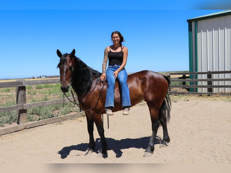 Friesian horses Gelding 7 years 15,1 hh Bay in Pleasant Grove CA