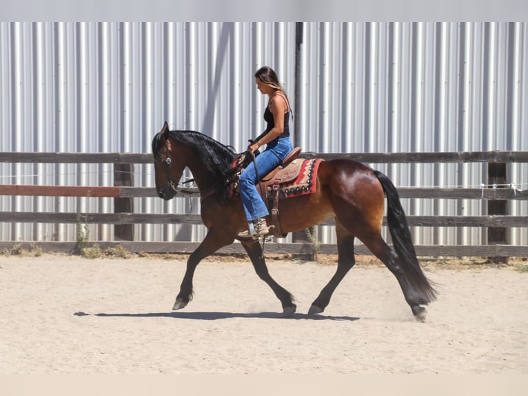 Friesian horses Gelding 7 years 15,1 hh Bay in Pleasant Grove CA