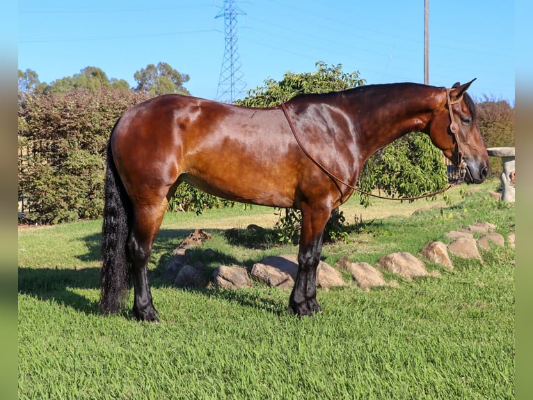 Friesian horses Gelding 7 years 15,1 hh Bay in Pleasant Grove CA