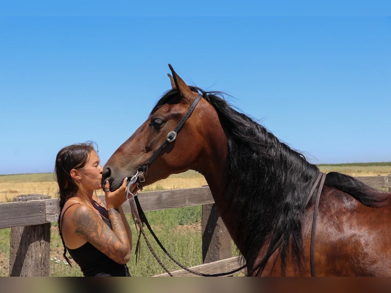 Friesian horses Gelding 7 years 15,1 hh Bay in Pleasant Grove CA