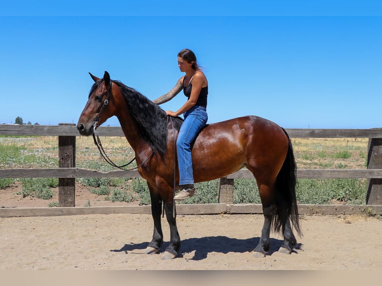 Friesian horses Gelding 7 years 15,1 hh Bay in Pleasant Grove CA