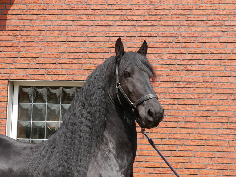 Friesian horses Gelding 7 years 15.1 hh Black in Dorsten