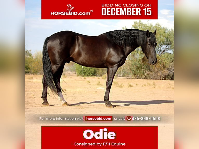 Friesian horses Mix Gelding 7 years 15.1 hh Black in Marana