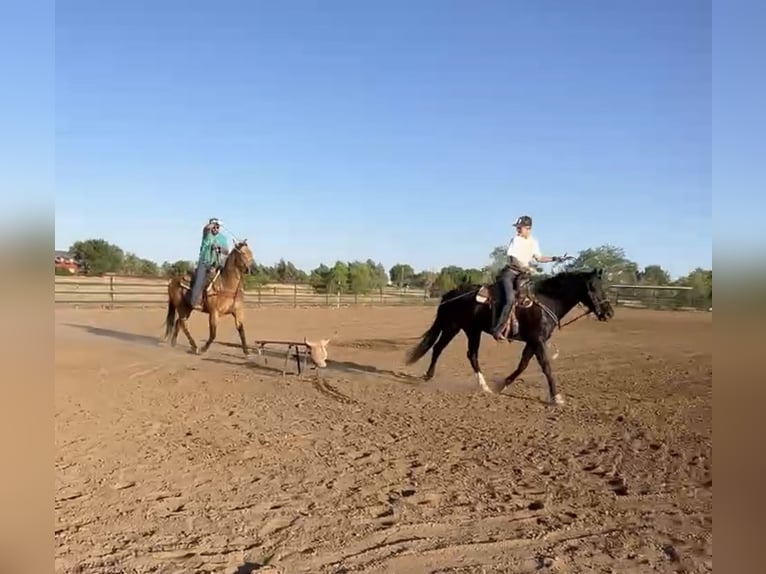 Friesian horses Mix Gelding 7 years 15.1 hh Black in Marana
