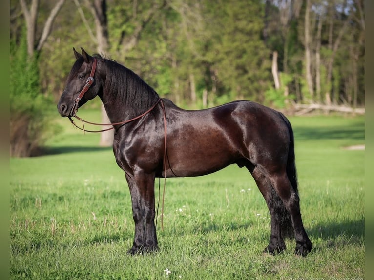 Friesian horses Gelding 7 years 15,2 hh Black in Auburn