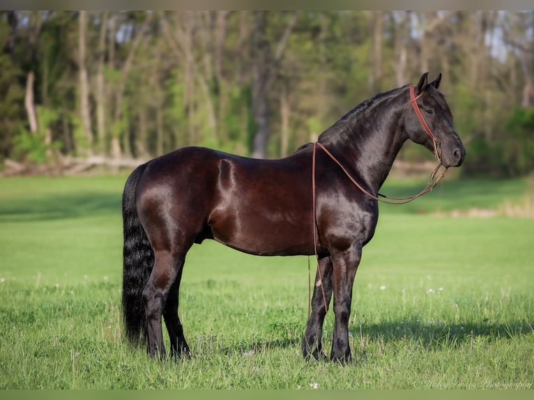 Friesian horses Gelding 7 years 15,2 hh Black in Auburn