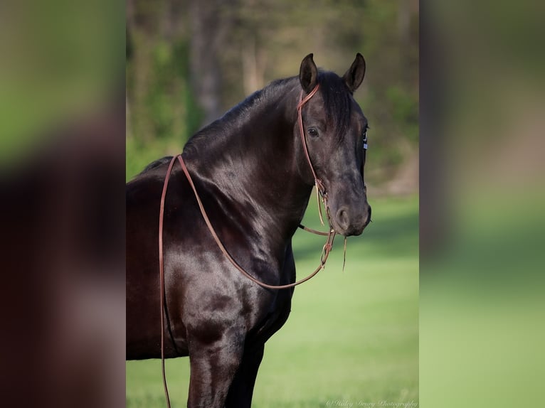 Friesian horses Gelding 7 years 15,2 hh Black in Auburn