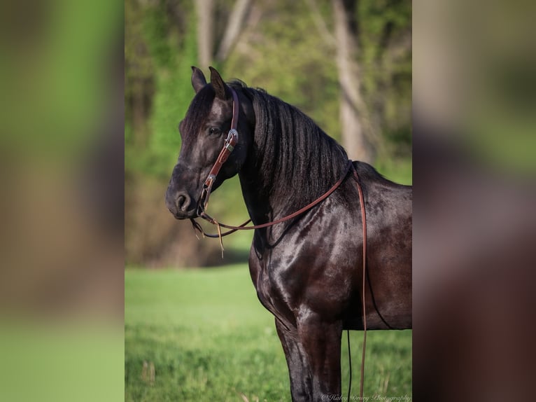 Friesian horses Gelding 7 years 15,2 hh Black in Auburn