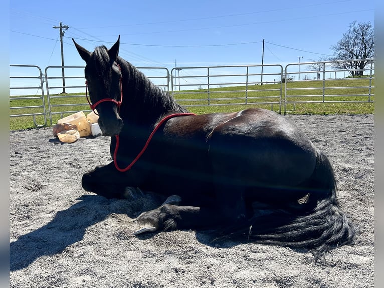 Friesian horses Gelding 7 years 15,2 hh Black in Auburn